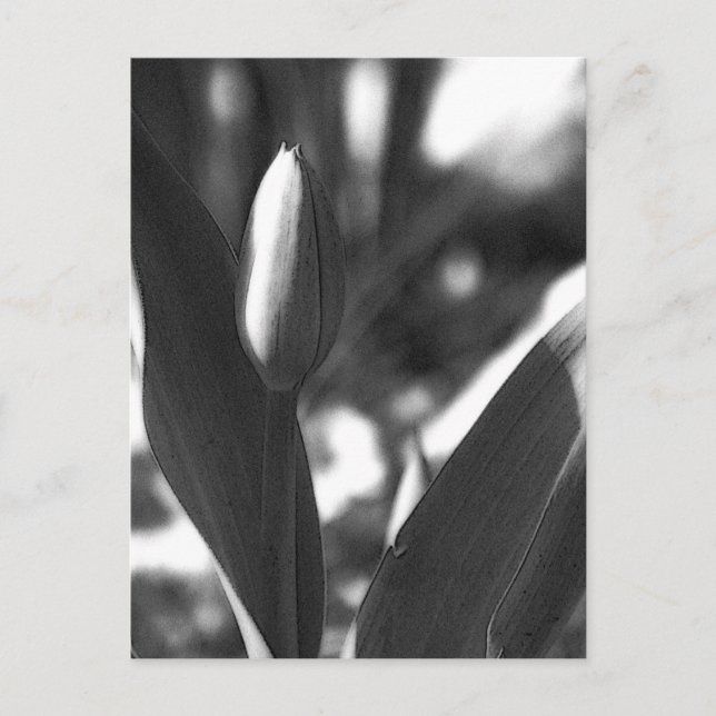 Carte Postale DSC02422 c (Devant)