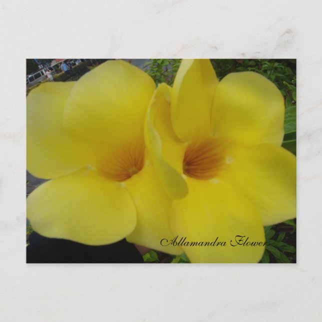 Carte Postale DSC03203, Fleurs Allamandra - Cus... -Personnalisé (Devant)