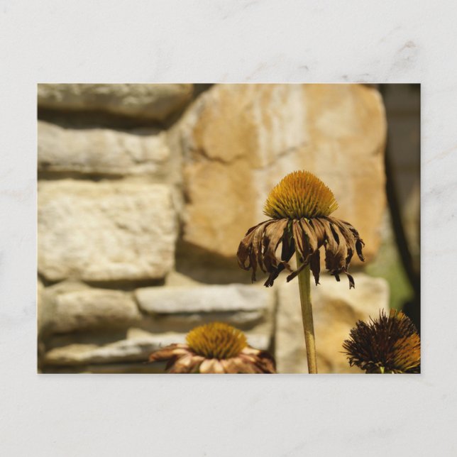 CARTE POSTALE DSC06868 (Devant)