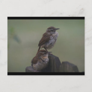 CARTE POSTALE DSC07310