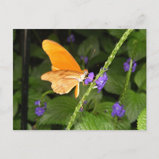 CARTE POSTALE DSCF9699 (Devant)