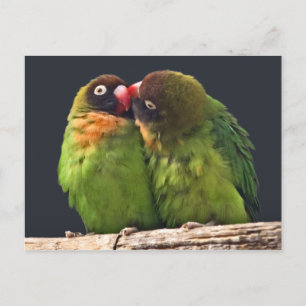 Carte postale du baiser d'inséparable