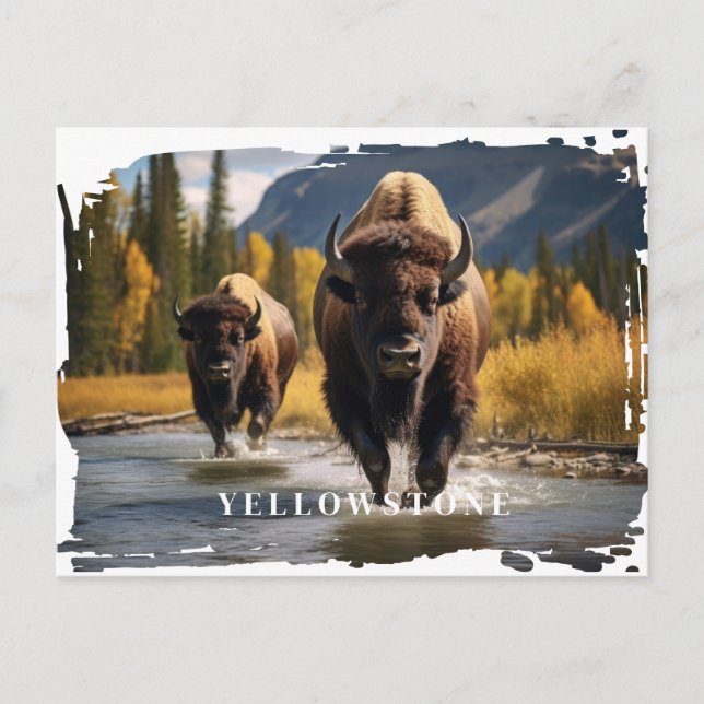 Carte postale du bison de Yellowstone (Devant)