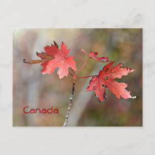 Carte postale du Canada - Feuilles de l'érable