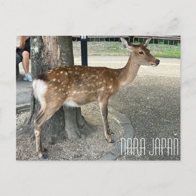 Carte postale du cerf de Nara Japon (Devant)
