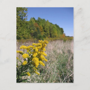 Carte postale du champ Automne