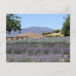 Carte postale du champ Lavender