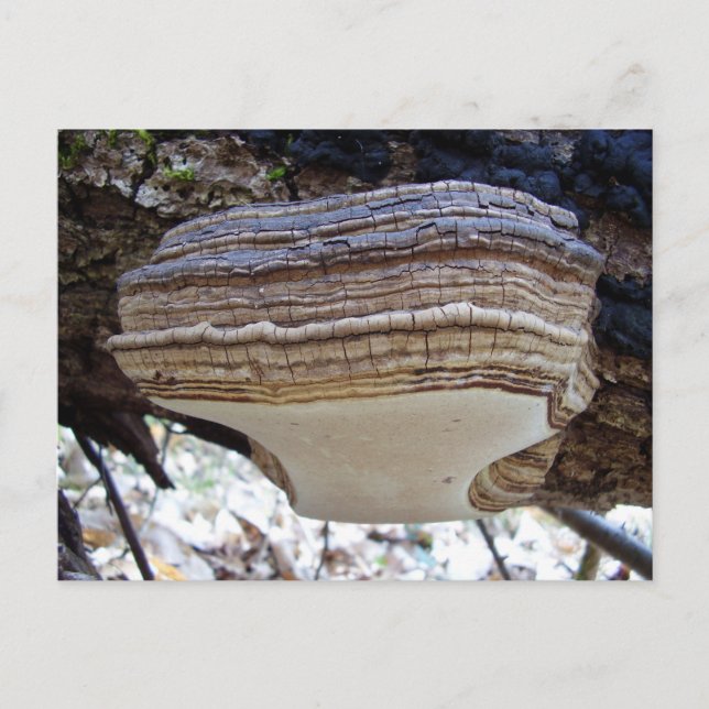 Carte postale du champignon Phellinus igniarius (Devant)
