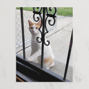Carte postale du chat qui veut vraiment entrer
