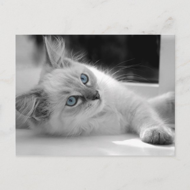 Carte postale du chaton Ragdoll (Devant)