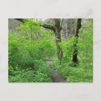 Carte postale du chemin forestier
