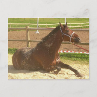 Carte postale du cheval - port de la heste