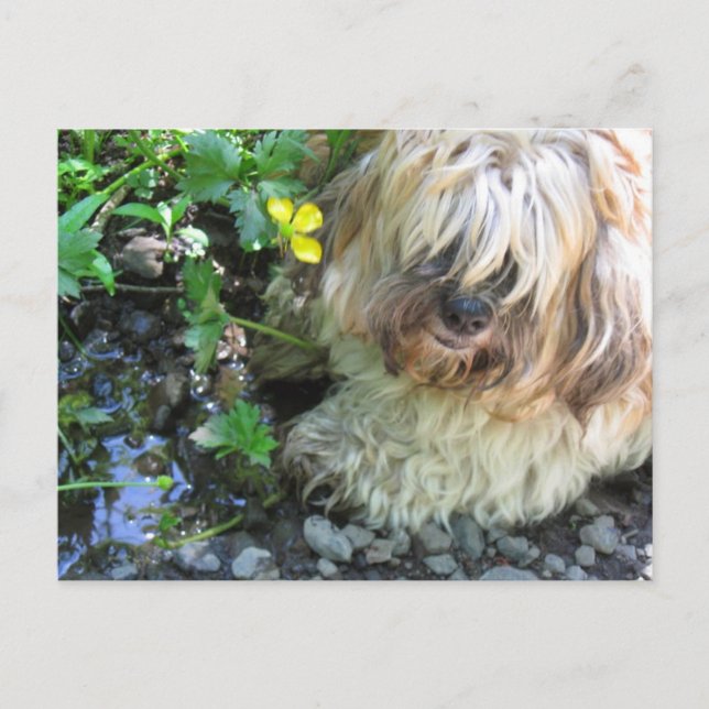 Carte postale du chien d'eau douce (Devant)