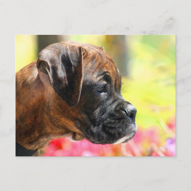 Carte postale du chiot Brindle Boxer (Devant)