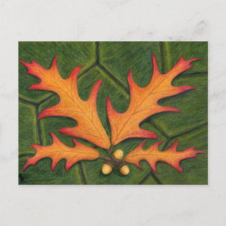 Carte postale du cluster de feuilles de chêne
