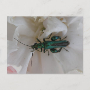 Carte postale du coléoptère de fleurs