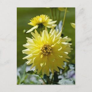 Carte postale du Dahlia Jaune