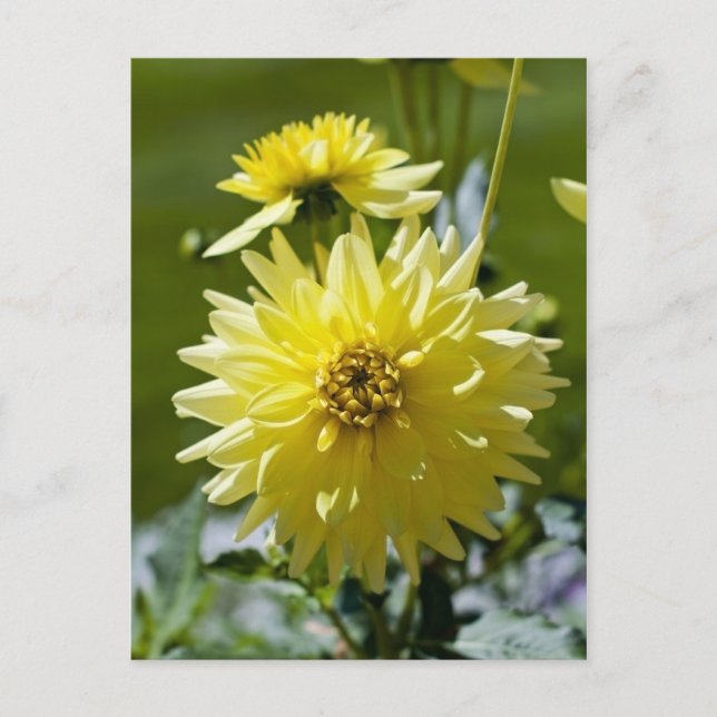 Carte postale du Dahlia Jaune (Devant)