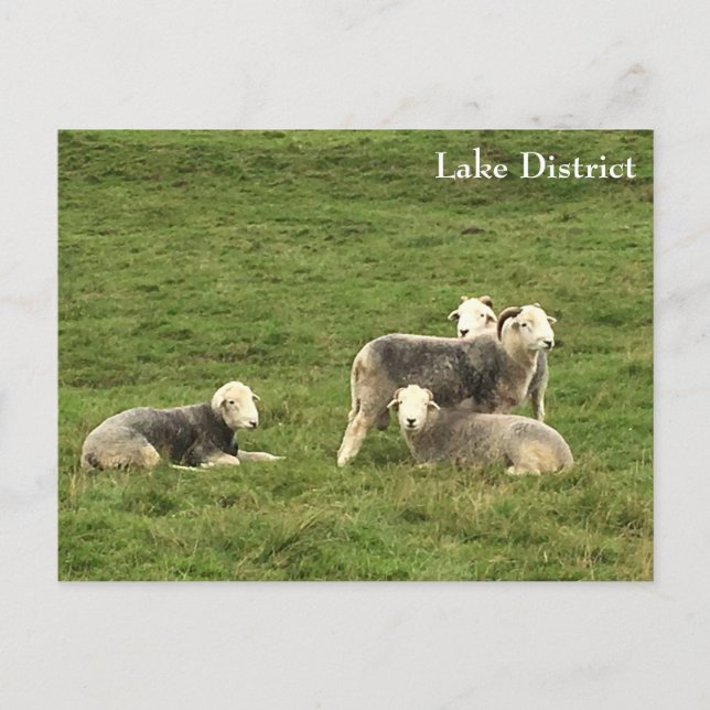 Carte postale du district de Sheep Lake Herdwick (Devant)