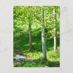 Carte postale du feuillage de printemps