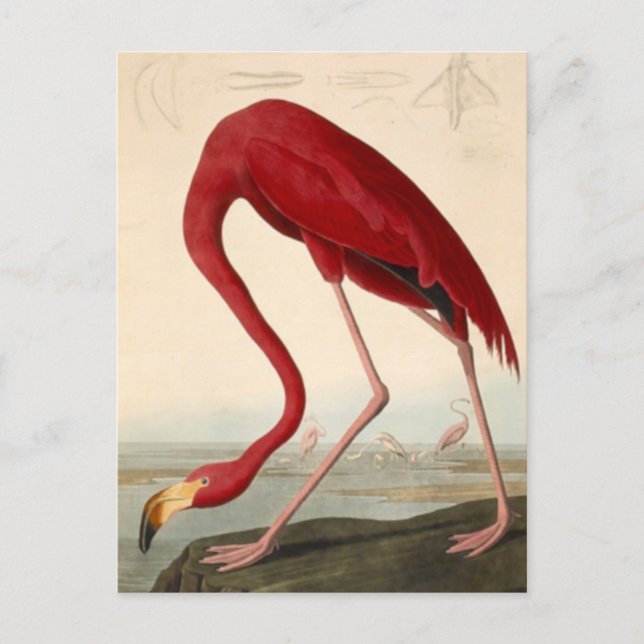 Carte postale du flamant rose d'Audubon (Devant)