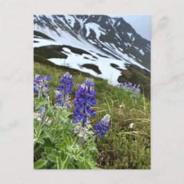 Carte postale du Fleur sauvage du glacier de l'Ala