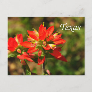Carte postale du Fleur sauvage indien Texas Paintb