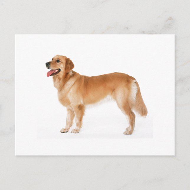 Carte postale du Golden Retriever alerte (Devant)