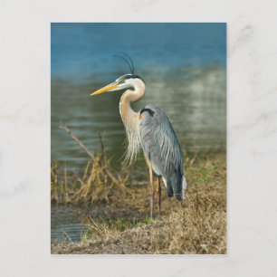 Carte postale du Grand Héron bleu
