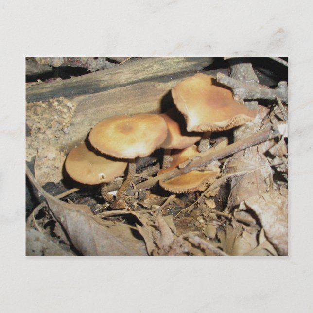 Carte postale du groupe des champignons orange (Devant)