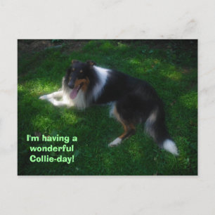 carte postale du jour-collie