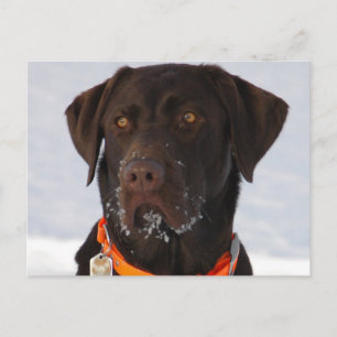 Carte postale du Labrador au chocolat