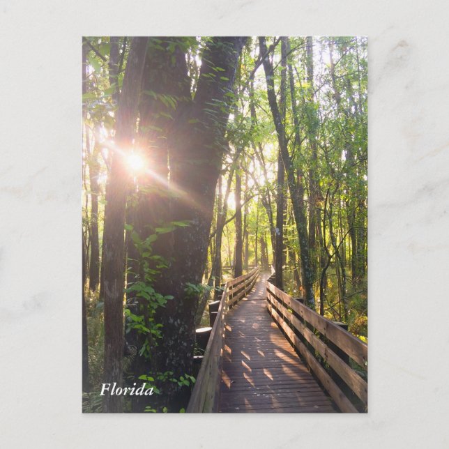 Carte postale du lever du soleil de Floride (Devant)