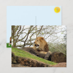 Carte postale du lion