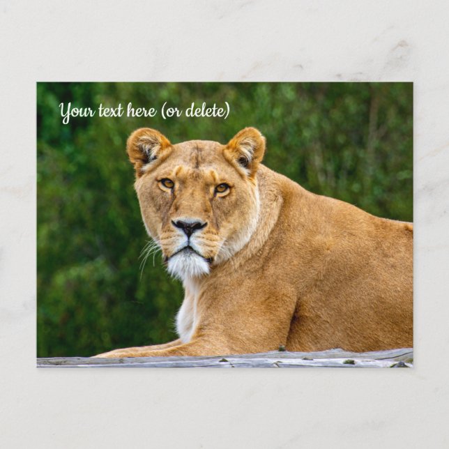 Carte postale du lion (Devant)