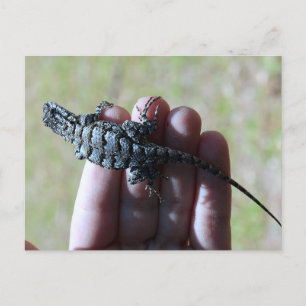 Carte postale du Lizard de clôture sud