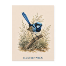 Carte postale du Mérion à dos bleu | Édition Bush