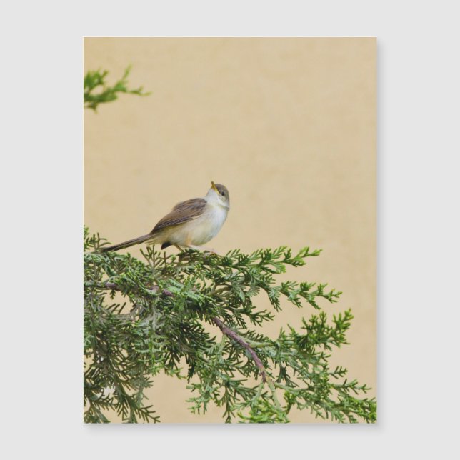 Carte postale du moineau (Devant)