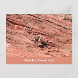 Carte postale du mouton de Zion Bighorn