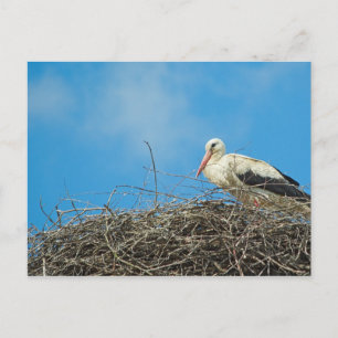 Carte postale du nid de Stork