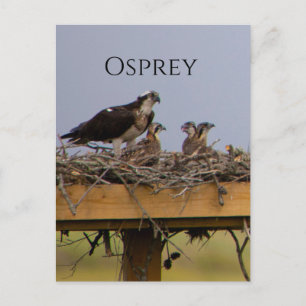 Carte postale du nid d'oiseau balbuzard