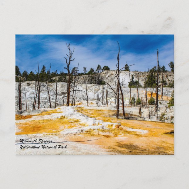 Carte postale du parc national Mammoth Springs Yel (Devant)