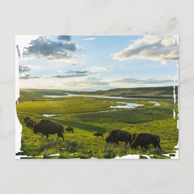 Carte postale du parc national Yellowstone (Devant)