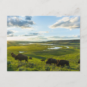 Carte postale du parc national Yellowstone