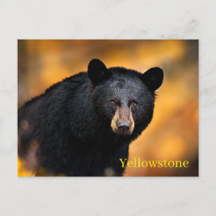 Carte postale du parc national Yellowstone