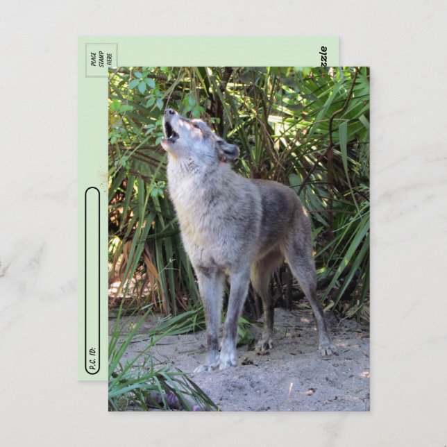 Carte postale du poste-poste de Howling Wolf (Devant / Derrière)