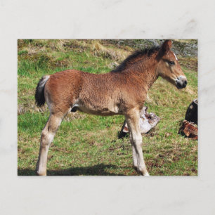 Carte postale du poulain