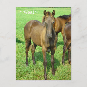 Carte postale du poulain doux