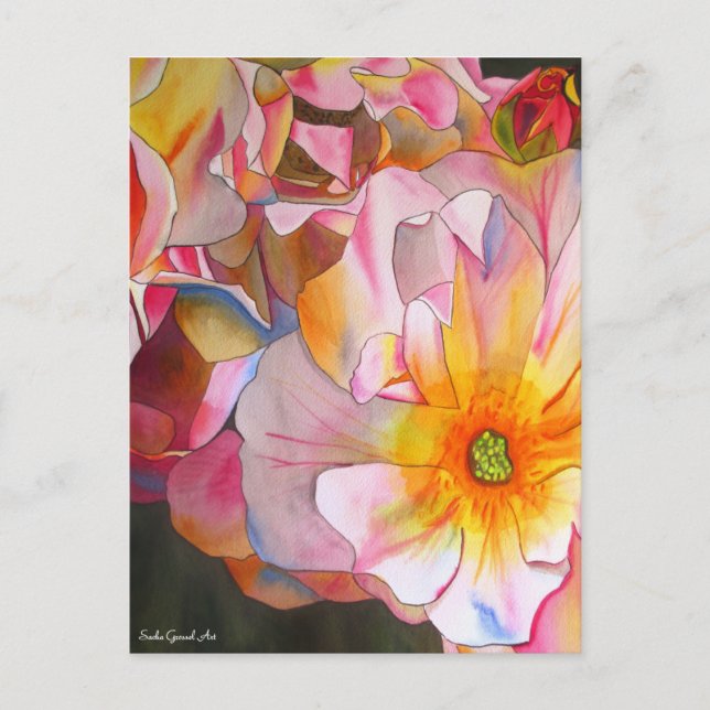 Carte postale du Rose Cornelia par Sacha Grossel A (Devant)