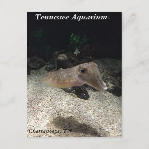 Carte postale du Tennessee Aquarium Cuttlefish